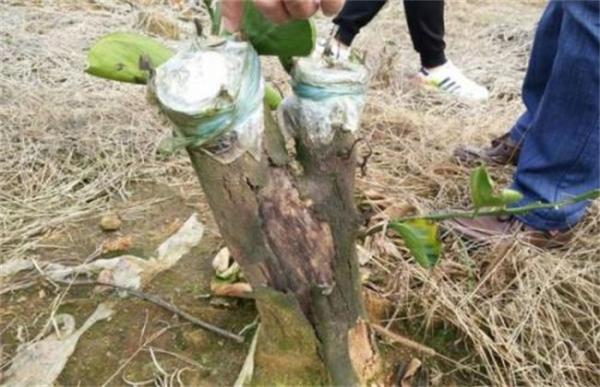 柑桔的嫁接时间和方法