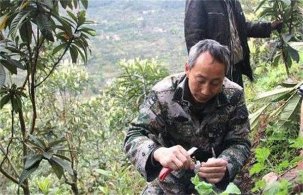 枇杷嫁接后的管理技术