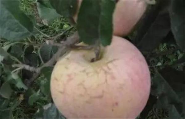 套袋苹果裂纹重原因及防治方法