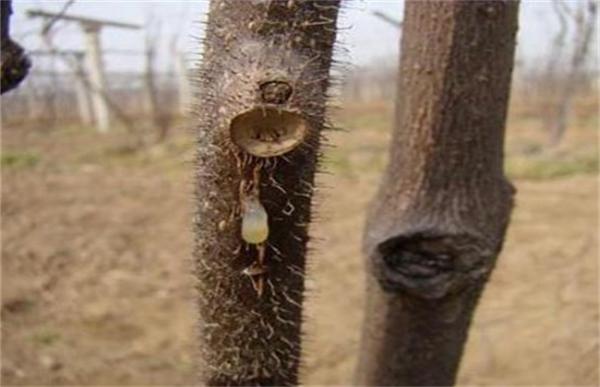 猕猴桃伤流怎么处理