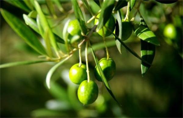 橄榄种植条件
