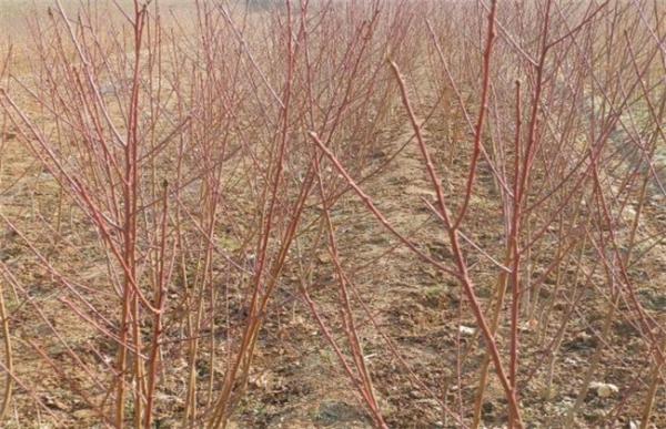 杏树育苗时间和方法