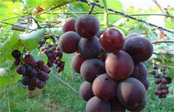 巨峰葡萄的冬季管理技术