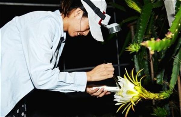 火龙果人工授粉方法