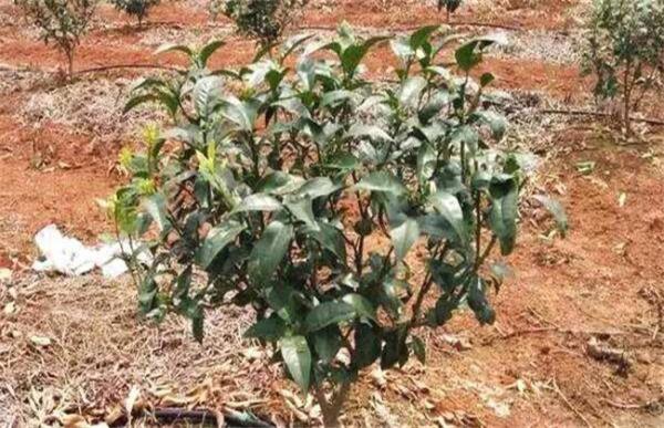 果树栽植如何提高成活率