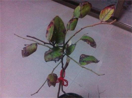 蓝莓叶子发黄干枯原因及解决方法