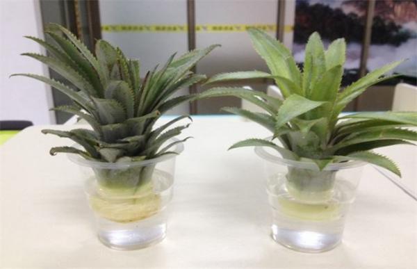 菠萝叶子怎么种水培