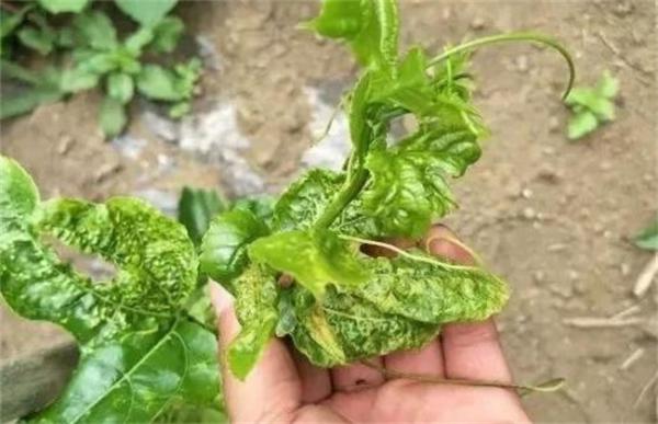 百香果怎么修剪才开花