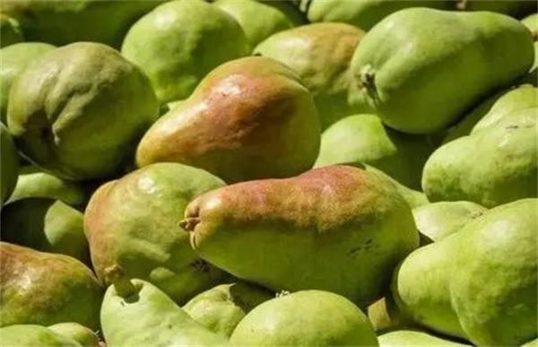 西洋梨的种植技术