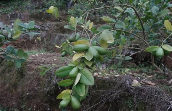香水柠檬种植技术