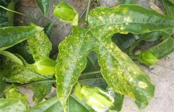 百香果病毒病的防治方法