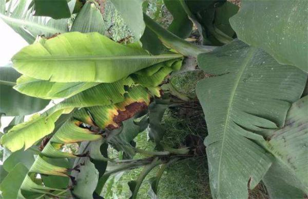 香蕉束顶病怎么防治