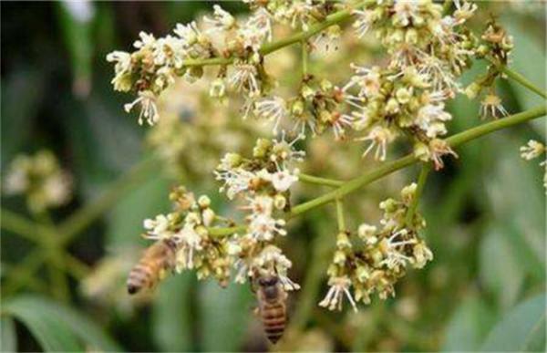 荔枝保花保果技术