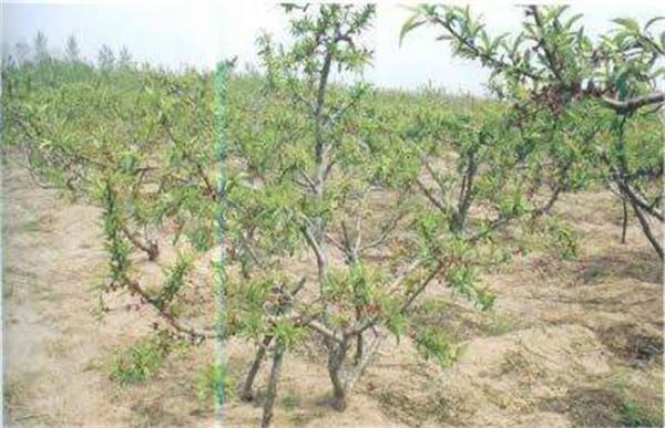 桃树早衰原因及防治措施