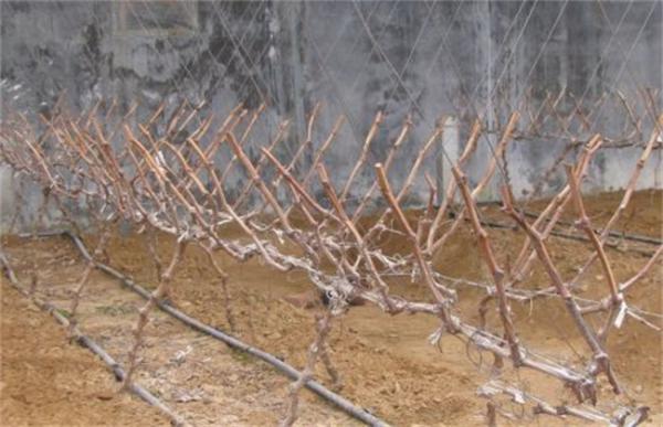 葡萄修剪技术要点