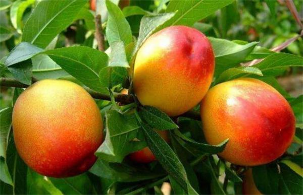 油桃夏季管理技术