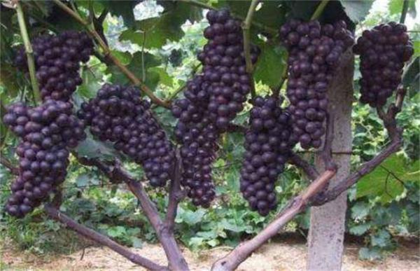 夏黑葡萄种植管理技术