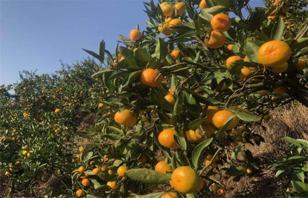 降低柑橘种植效益的因素