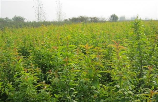 石榴苗的培育方法