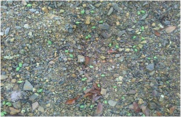 荔枝落花落果的原因