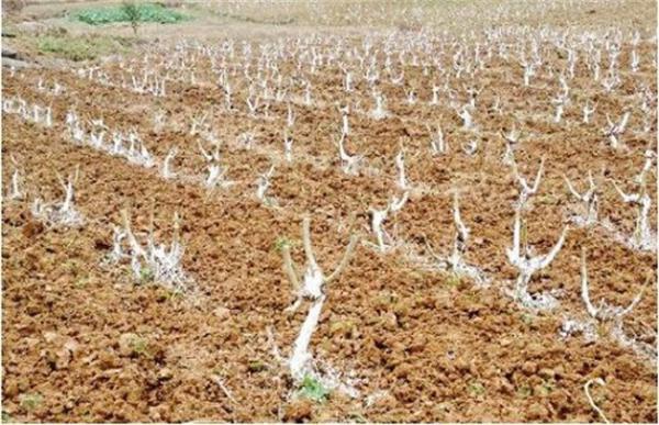 桑葚树怎么修剪