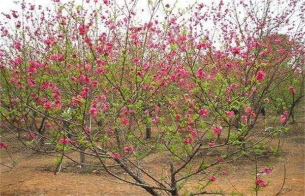桃树春季管理要点
