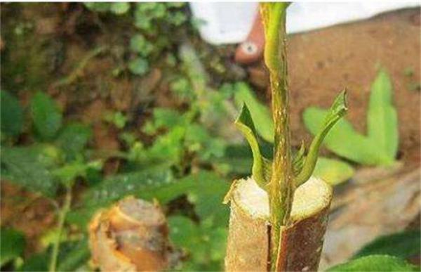 影响到果树嫁接成活率因素