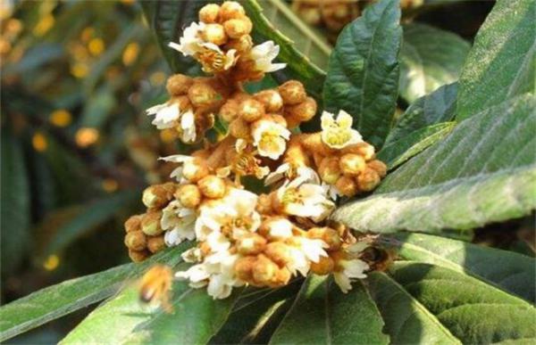 枇杷为什么会出现早花现象