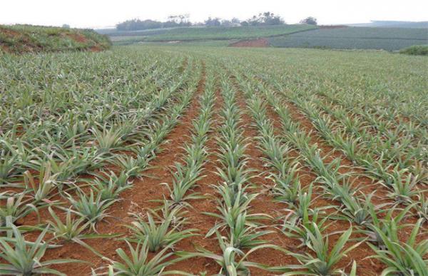 菠萝的种植方式