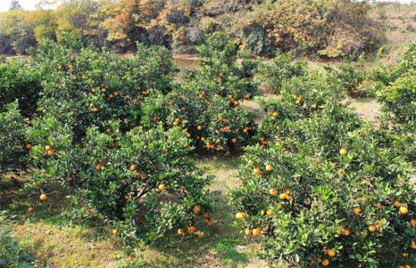 不同树龄柑橘修剪技术