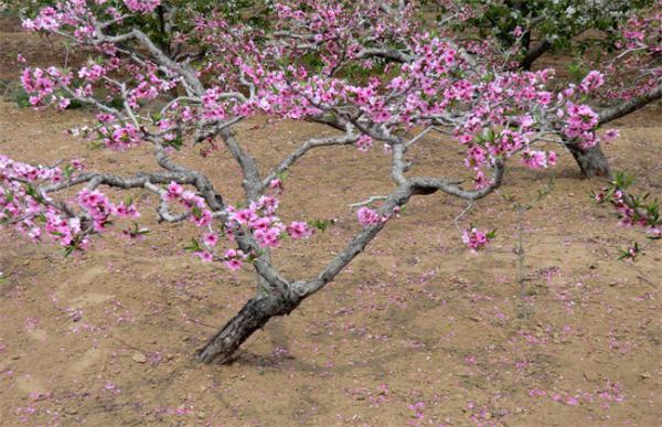 桃树的修剪技术要点