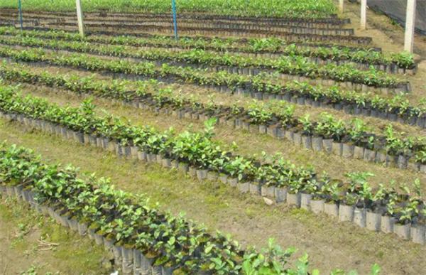 菠萝蜜如何选树苗