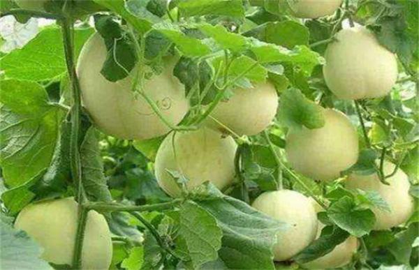 甜瓜如何增甜