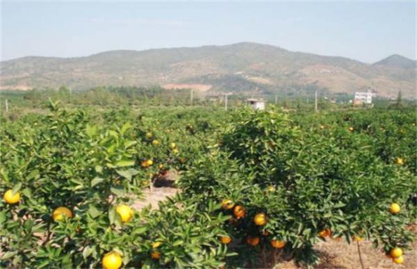 橙子的种植注意事项