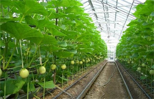 哈密瓜的种植技术