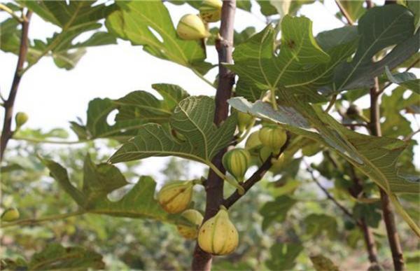 无花果的繁殖方法