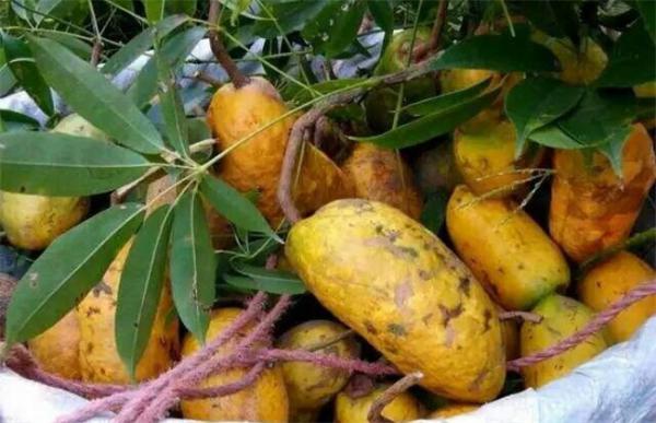 野木瓜的种植技术