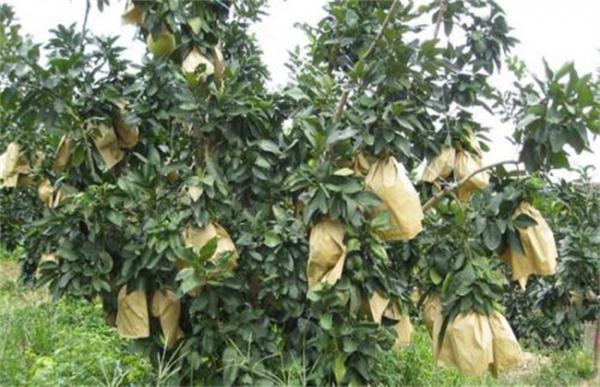 沙田柚的套袋技术