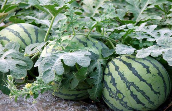 西瓜定植时的注意事项