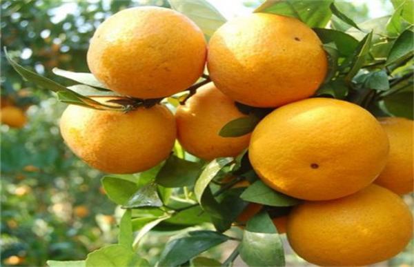 贡柑的种植方法