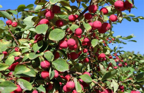 种植海棠果的注意事项