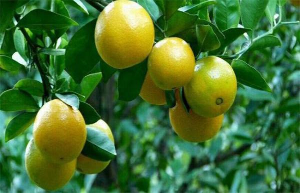 皇帝柑的种植方法