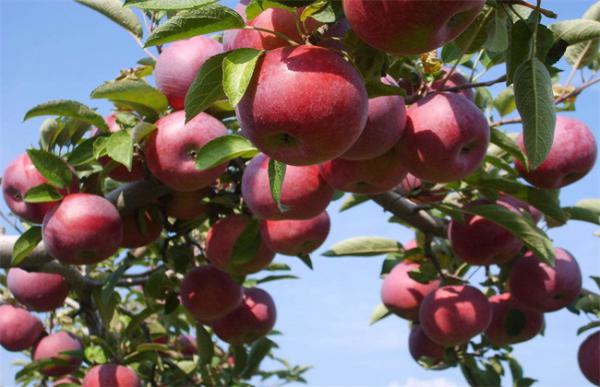 苹果冬季管理技术
