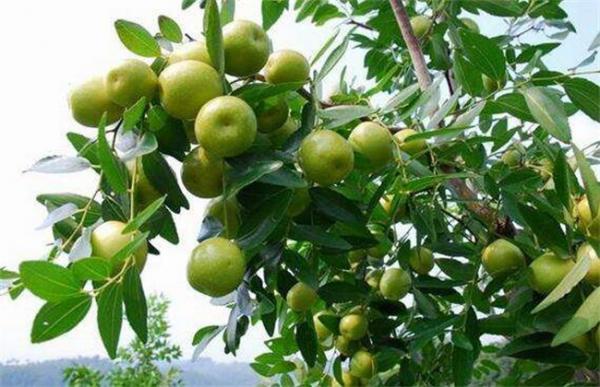 酸枣的种植方法