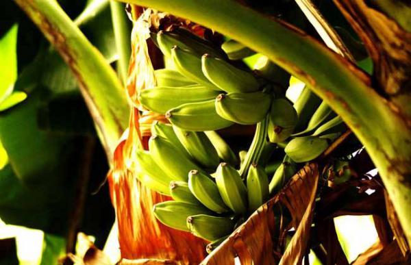 香蕉的管理方法