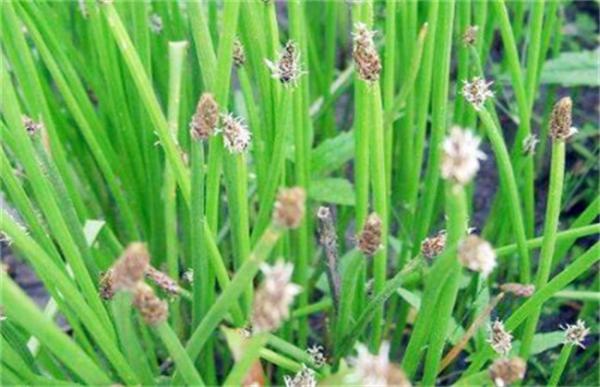 马蹄种植的注意事项