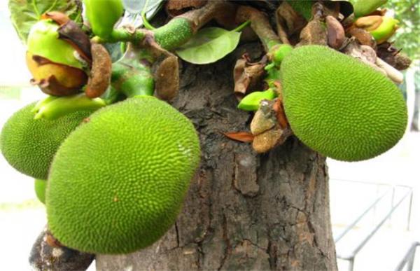 菠萝蜜裂果的原因及预防措施