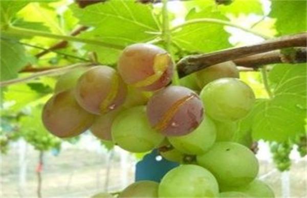 葡萄裂果的原因
