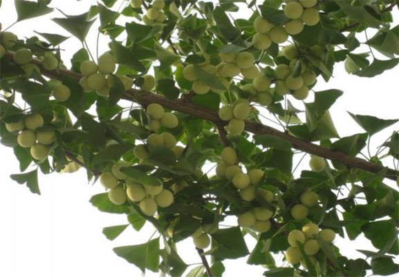 银杏种植的注意事项