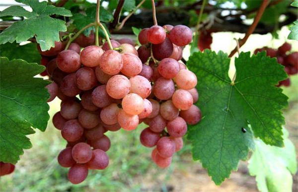 葡萄增产的方法